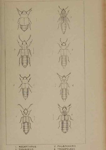 Reproducción/Reproduction 24351842690: The British Coleoptera delineated,. London,W. Crofts,1840.