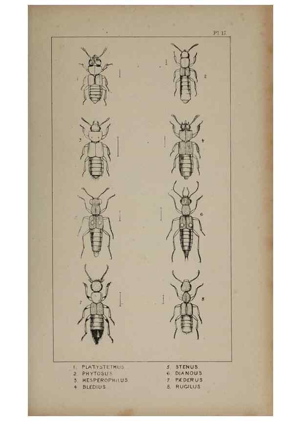 Reproducción/Reproduction 24020580463: The British Coleoptera delineated,. London,W. Crofts,1840.