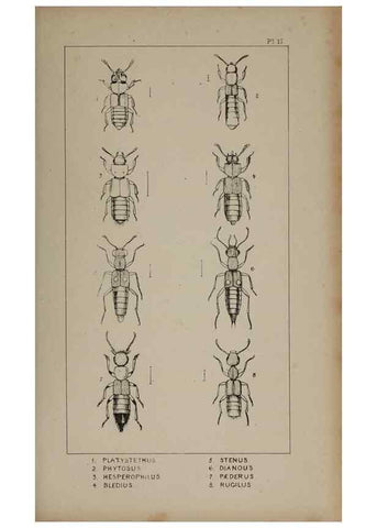 Reproducción/Reproduction 24020580463: The British Coleoptera delineated,. London,W. Crofts,1840.