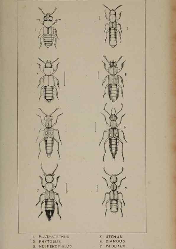 Reproducción/Reproduction 24020580463: The British Coleoptera delineated,. London,W. Crofts,1840.