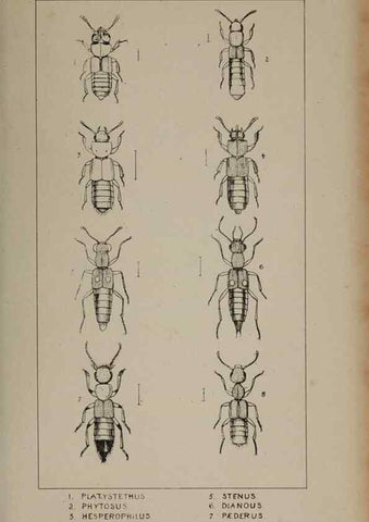 Reproducción/Reproduction 24020580463: The British Coleoptera delineated,. London,W. Crofts,1840.