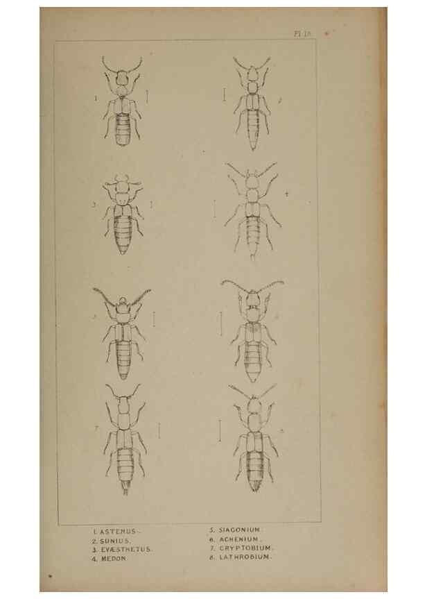 Reproducción/Reproduction 24621195166: The British Coleoptera delineated,. London,W. Crofts,1840.