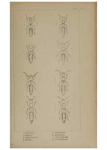 Reproducción/Reproduction 24621195166: The British Coleoptera delineated,. London,W. Crofts,1840.