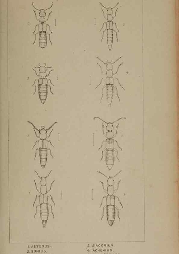 Reproducción/Reproduction 24621195166: The British Coleoptera delineated,. London,W. Crofts,1840.