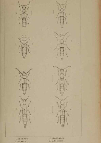 Reproducción/Reproduction 24621195166: The British Coleoptera delineated,. London,W. Crofts,1840.