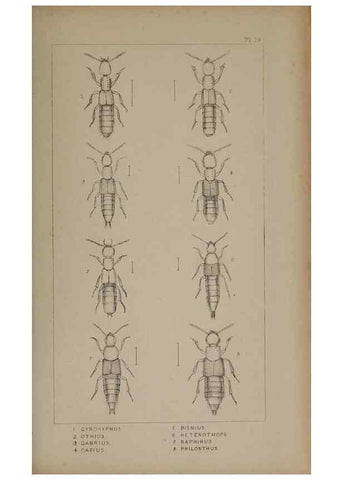 Reproducción/Reproduction 24020585293: The British Coleoptera delineated,. London,W. Crofts,1840.