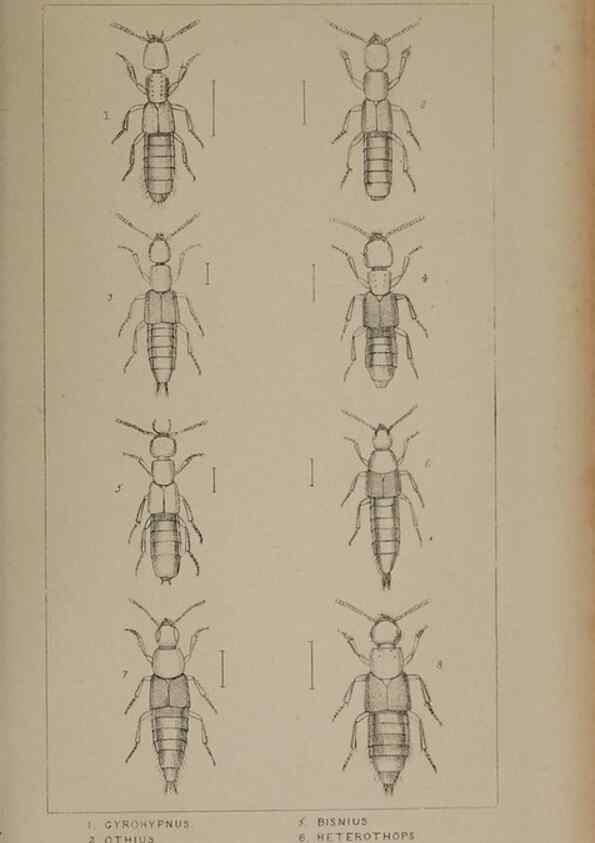 Reproducción/Reproduction 24020585293: The British Coleoptera delineated,. London,W. Crofts,1840.