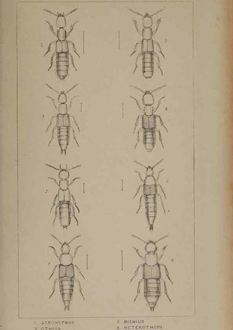 Reproducción/Reproduction 24020585293: The British Coleoptera delineated,. London,W. Crofts,1840.