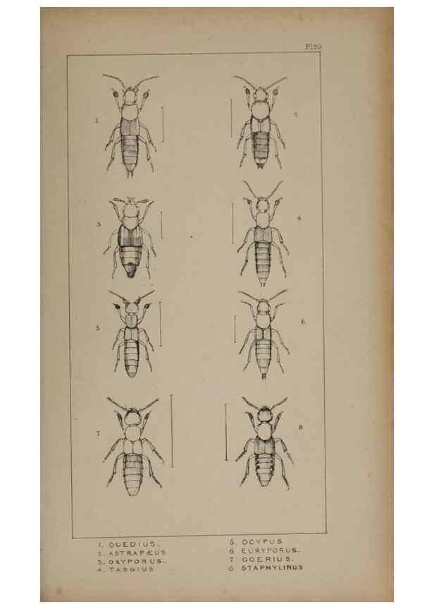 Reproducción/Reproduction 24020589613: The British Coleoptera delineated,. London,W. Crofts,1840.