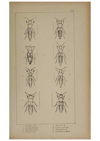Reproducción/Reproduction 24020589613: The British Coleoptera delineated,. London,W. Crofts,1840.