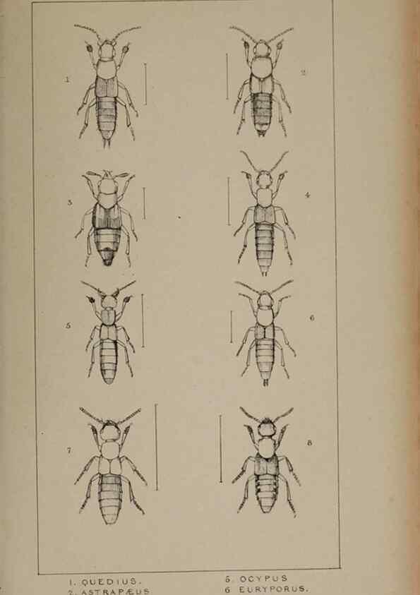Reproducción/Reproduction 24020589613: The British Coleoptera delineated,. London,W. Crofts,1840.