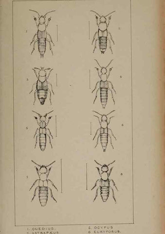 Reproducción/Reproduction 24020589613: The British Coleoptera delineated,. London,W. Crofts,1840.