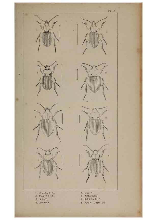 Reproducción/Reproduction 24538978552: The British Coleoptera delineated,. London,W. Crofts,1840.