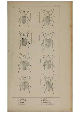 Reproducción/Reproduction 24538978552: The British Coleoptera delineated,. London,W. Crofts,1840.