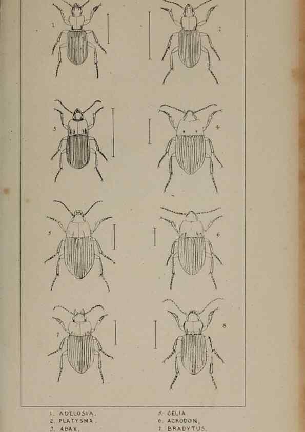 Reproducción/Reproduction 24538978552: The British Coleoptera delineated,. London,W. Crofts,1840.