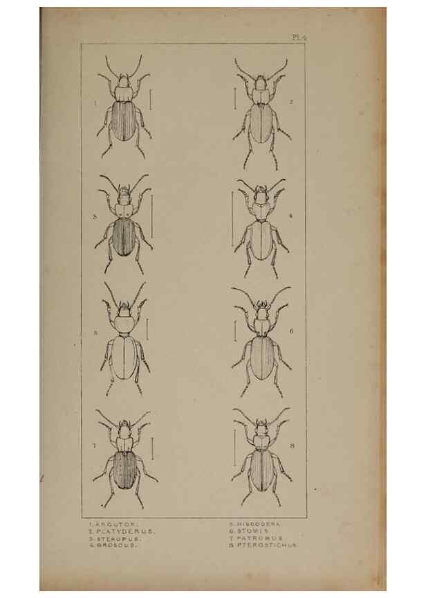 Reproducción/Reproduction 24020535293: The British Coleoptera delineated,. London,W. Crofts,1840.