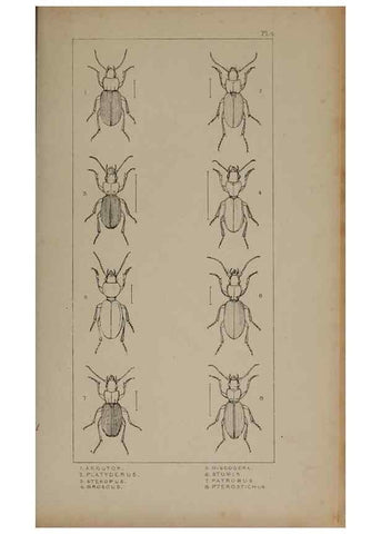Reproducción/Reproduction 24020535293: The British Coleoptera delineated,. London,W. Crofts,1840.