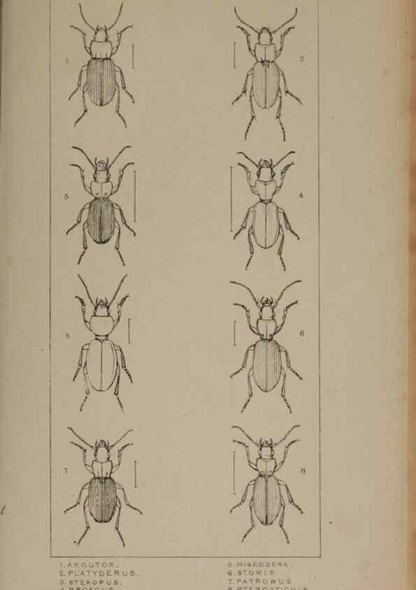 Reproducción/Reproduction 24020535293: The British Coleoptera delineated,. London,W. Crofts,1840.