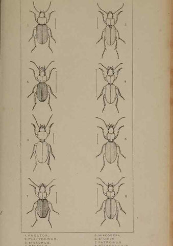 Reproducción/Reproduction 24020535293: The British Coleoptera delineated,. London,W. Crofts,1840.