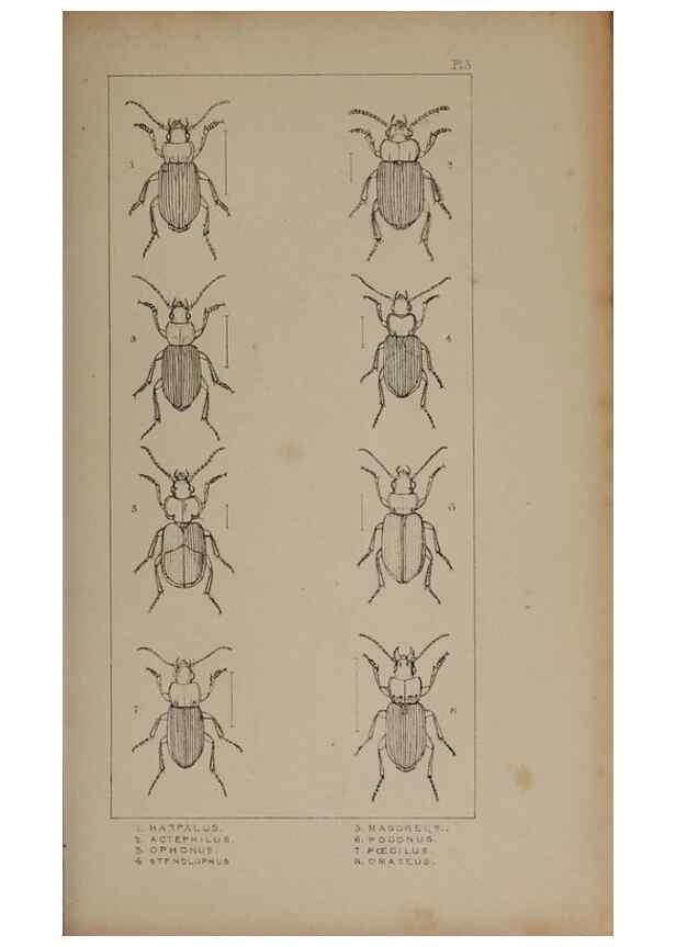 Reproducción/Reproduction 24351796740: The British Coleoptera delineated,. London,W. Crofts,1840.