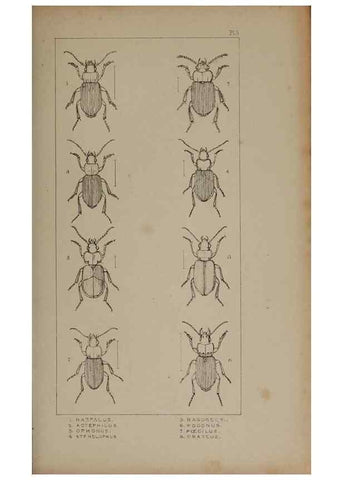 Reproducción/Reproduction 24351796740: The British Coleoptera delineated,. London,W. Crofts,1840.