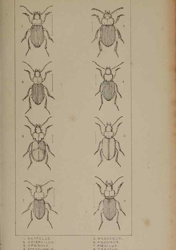 Reproducción/Reproduction 24351796740: The British Coleoptera delineated,. London,W. Crofts,1840.