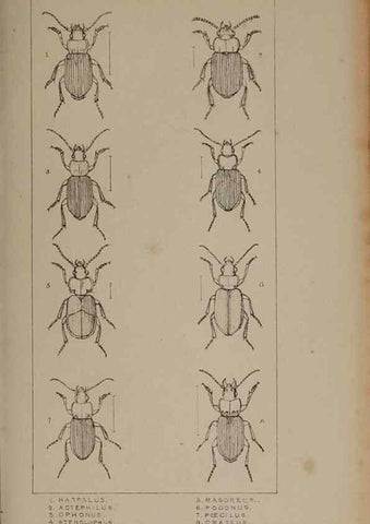 Reproducción/Reproduction 24351796740: The British Coleoptera delineated,. London,W. Crofts,1840.