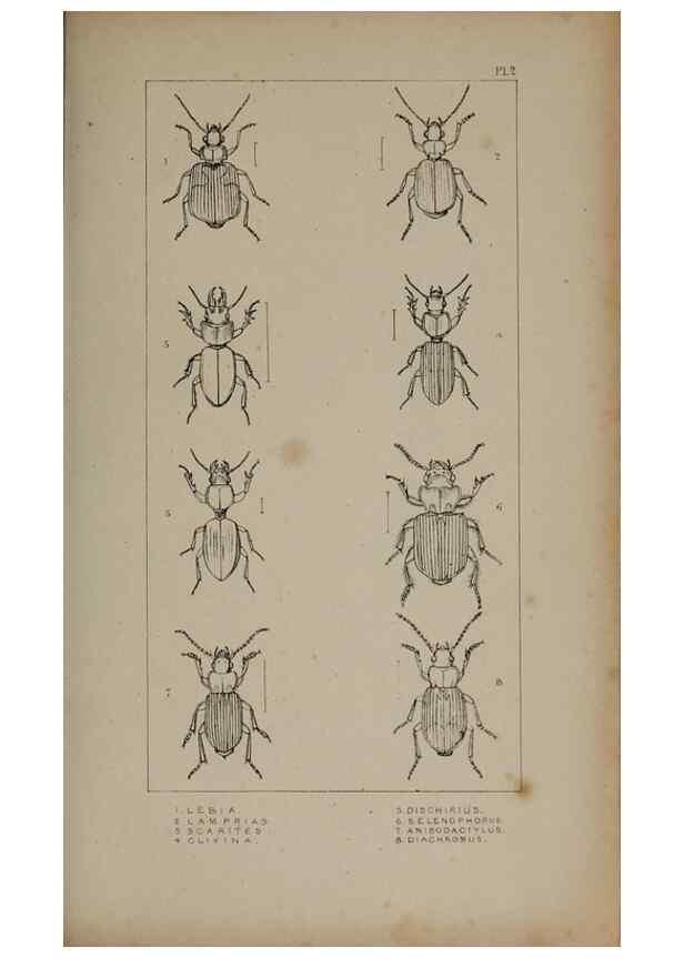 Reproducción/Reproduction 24621142836: The British Coleoptera delineated,. London,W. Crofts,1840.