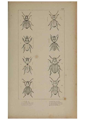 Reproducción/Reproduction 24621142836: The British Coleoptera delineated,. London,W. Crofts,1840.