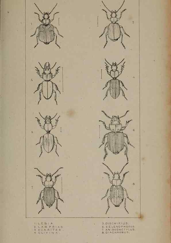 Reproducción/Reproduction 24621142836: The British Coleoptera delineated,. London,W. Crofts,1840.