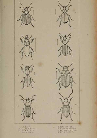Reproducción/Reproduction 24621142836: The British Coleoptera delineated,. London,W. Crofts,1840.