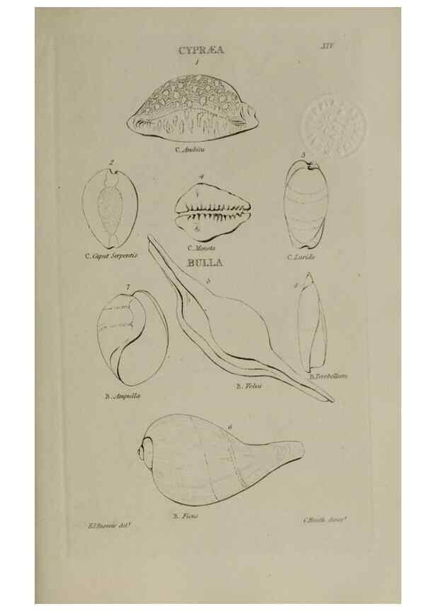 Reproducción/Reproduction 24646927625: Elements of conchology :. London :J. Duncan,1844.