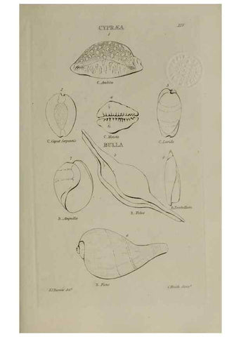 Reproducción/Reproduction 24646927625: Elements of conchology :. London :J. Duncan,1844.