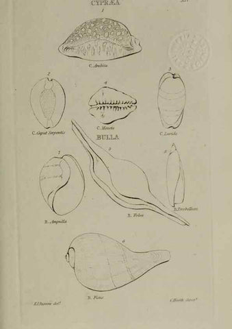 Reproducción/Reproduction 24646927625: Elements of conchology :. London :J. Duncan,1844.