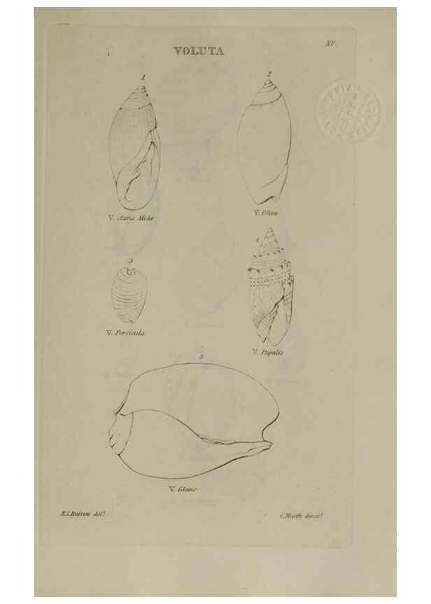 Reproducción/Reproduction 24018799794: Elements of conchology :. London :J. Duncan,1844.