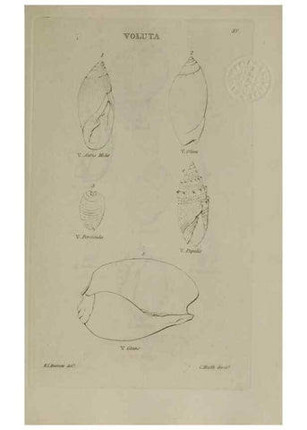 Reproducción/Reproduction 24018799794: Elements of conchology :. London :J. Duncan,1844.