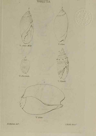 Reproducción/Reproduction 24018799794: Elements of conchology :. London :J. Duncan,1844.