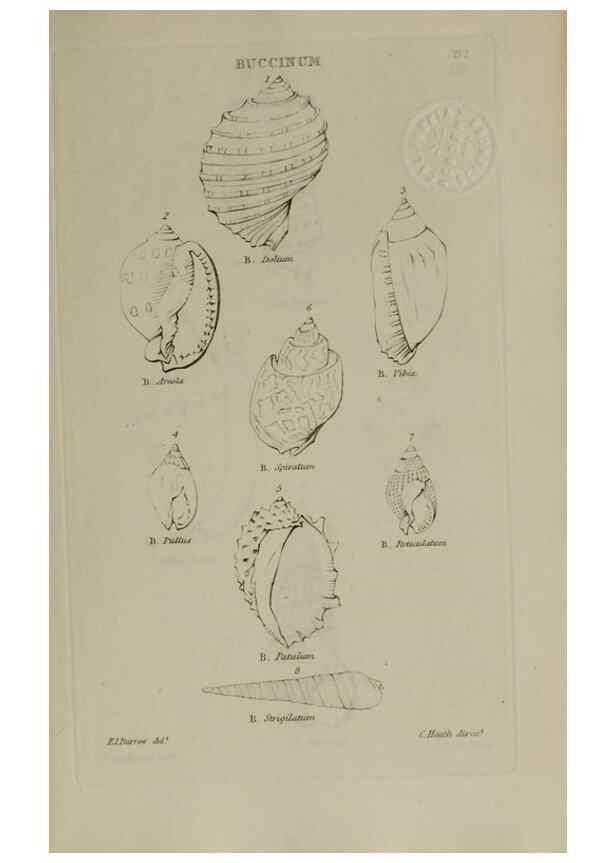 Reproducción/Reproduction 24538574092: Elements of conchology :. London :J. Duncan,1844.