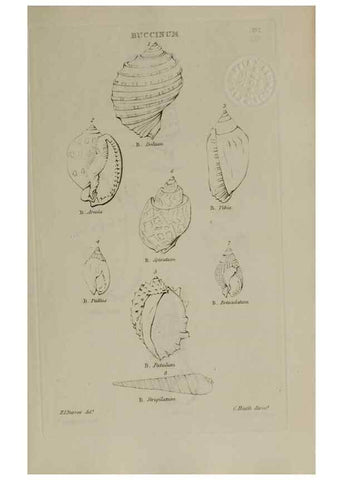 Reproducción/Reproduction 24538574092: Elements of conchology :. London :J. Duncan,1844.