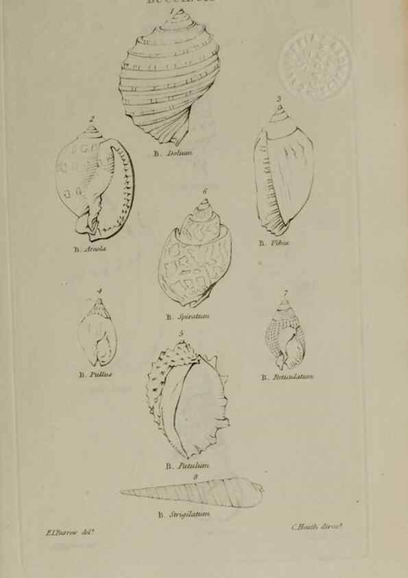 Reproducción/Reproduction 24538574092: Elements of conchology :. London :J. Duncan,1844.