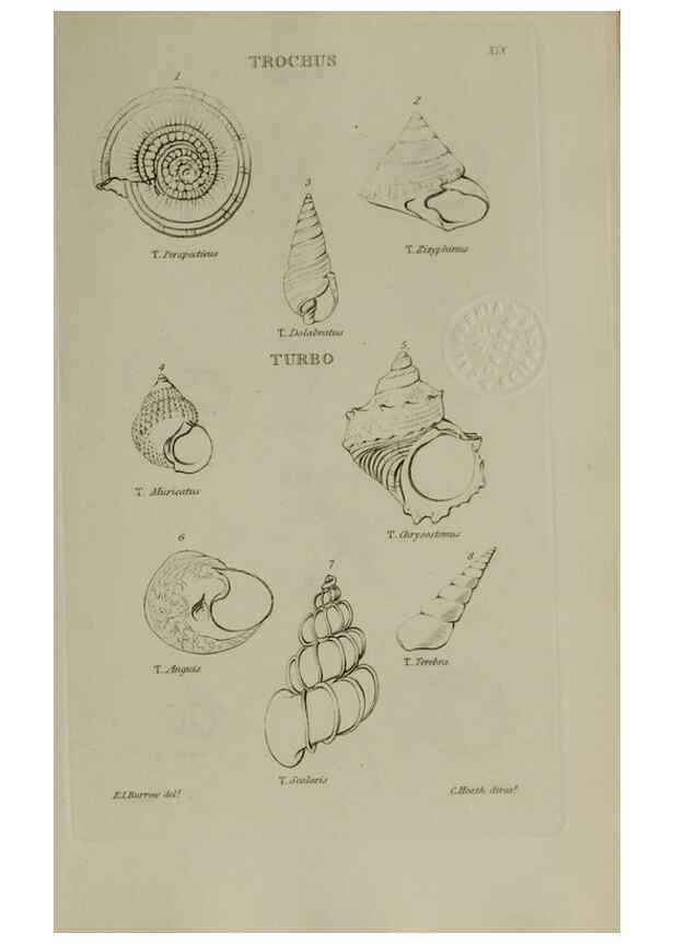 Reproducción/Reproduction 24646944595: Elements of conchology :. London :J. Duncan,1844.