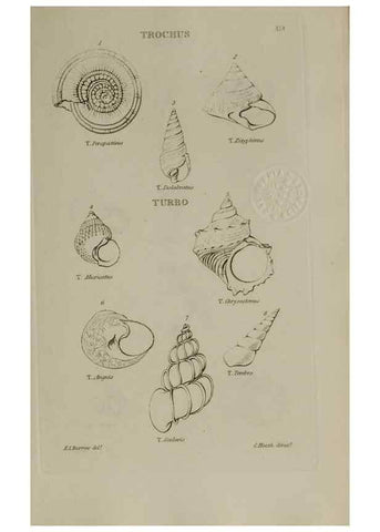 Reproducción/Reproduction 24646944595: Elements of conchology :. London :J. Duncan,1844.