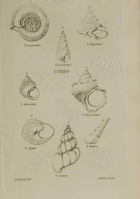 Reproducción/Reproduction 24646944595: Elements of conchology :. London :J. Duncan,1844.