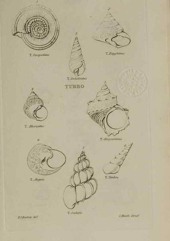 Reproducción/Reproduction 24646944595: Elements of conchology :. London :J. Duncan,1844.