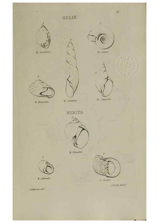 Reproducción/Reproduction 24538588332: Elements of conchology :. London :J. Duncan,1844.