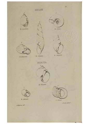 Reproducción/Reproduction 24538588332: Elements of conchology :. London :J. Duncan,1844.