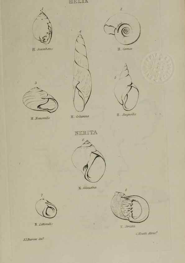 Reproducción/Reproduction 24538588332: Elements of conchology :. London :J. Duncan,1844.