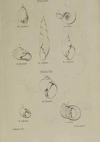 Reproducción/Reproduction 24538588332: Elements of conchology :. London :J. Duncan,1844.