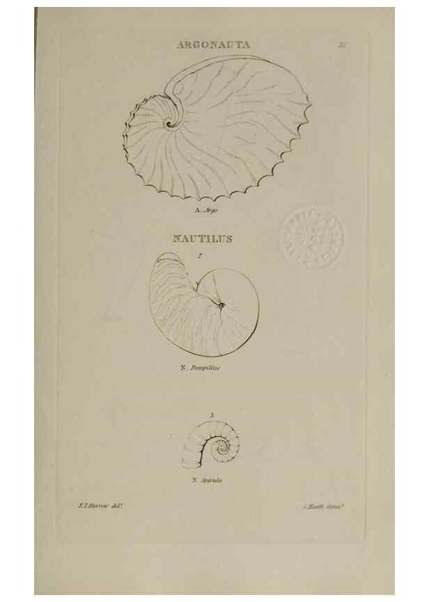Reproducción/Reproduction 24020124503: Elements of conchology :. London :J. Duncan,1844.