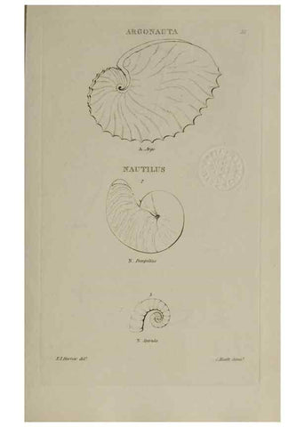 Reproducción/Reproduction 24020124503: Elements of conchology :. London :J. Duncan,1844.